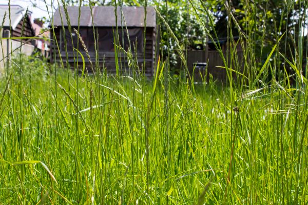 Overgrown Lawn Trimming in Pickerington