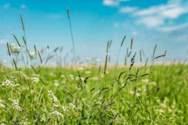 High Grass Trimming in Pickerington